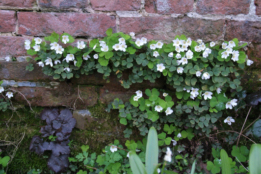 Oxalis acetosellaWitte klaverzuring bestellen